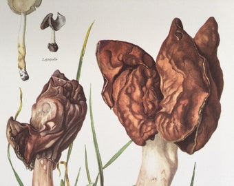 Bishop's Miter Mushrooms, Botanical Prints, Original plate, vintage botanical poster, Mushrooms, frenchvintageprints 1962