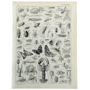 Arthropods, Lepidoptera, Insects, Crab, Lobster, butterflies, insect poster, vintage poster, Larousse Original board Deco Wall art