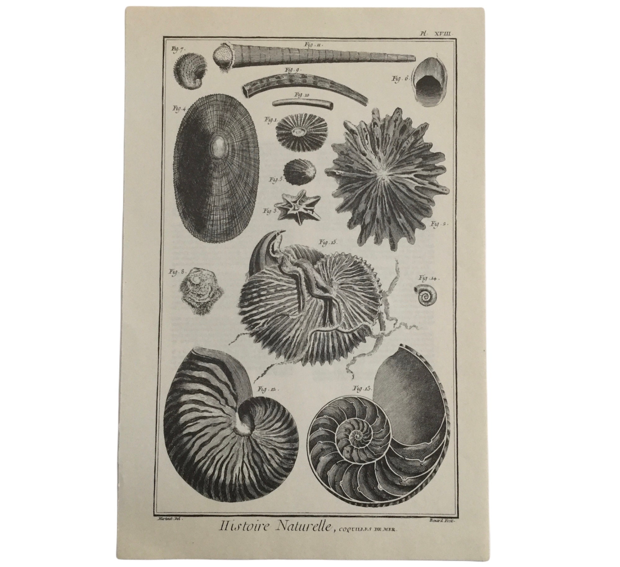 Coquilles de Mer- Grand Format - Planche Originale de Martinet Del Antique Print Ancienne Illustrati