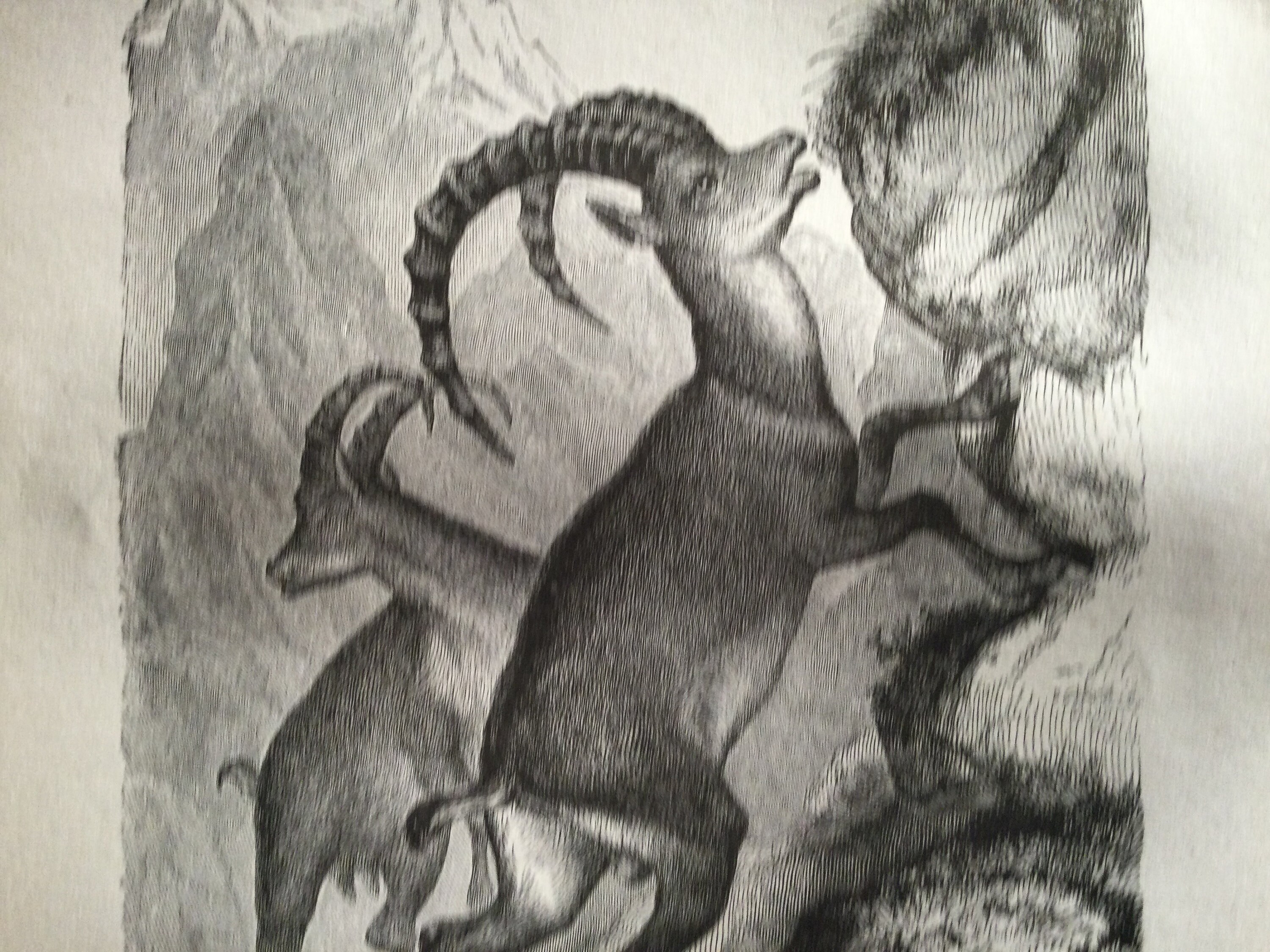 Affiche Animaux Noir et Blanc Le Bouquetin Gravure Ancienne - Antique France Vintage Français