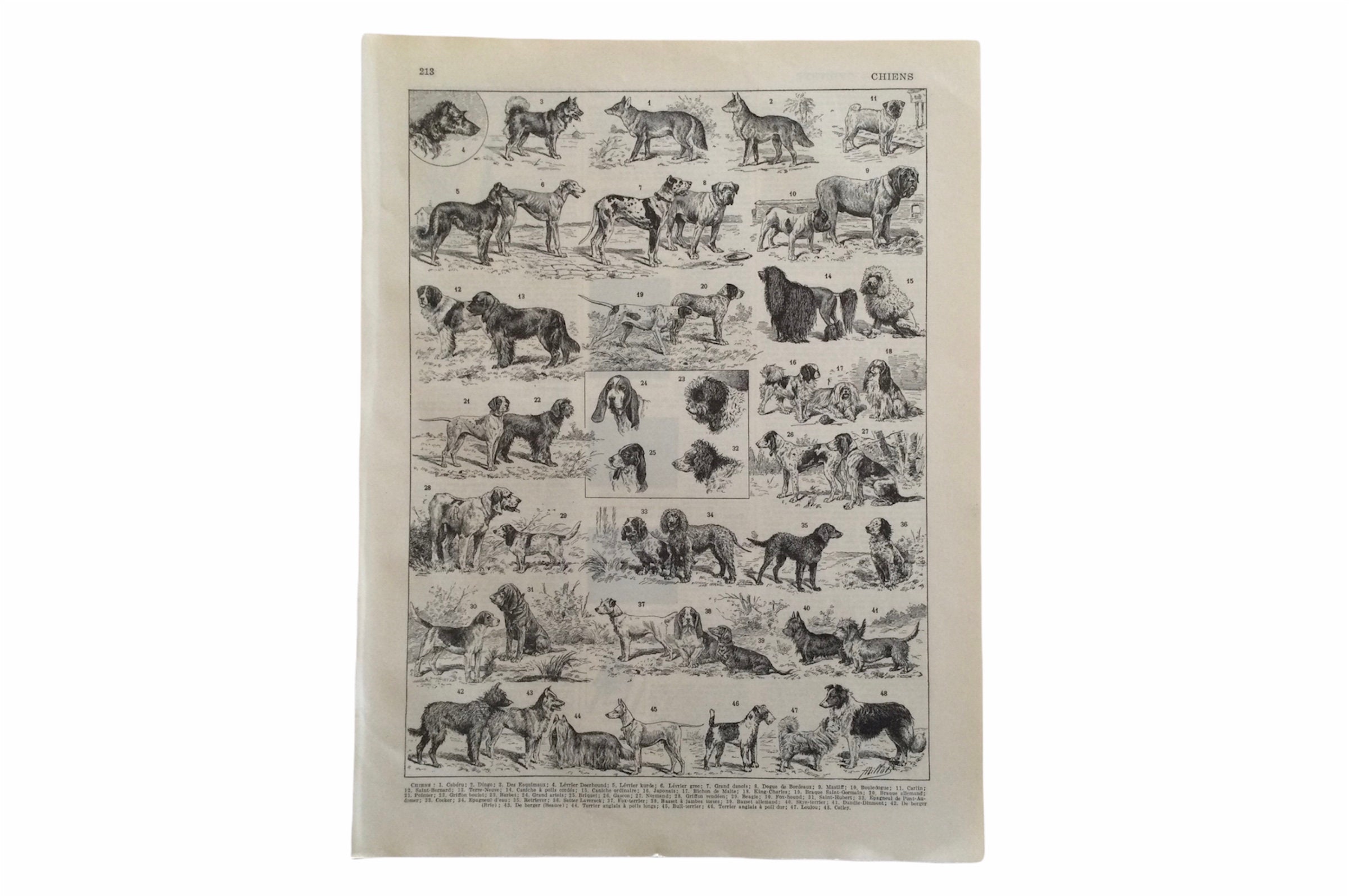 1897 Chiens - Animals Animaux Race de Chiens Lévrier, Caniche Antique French Print Vintage Français