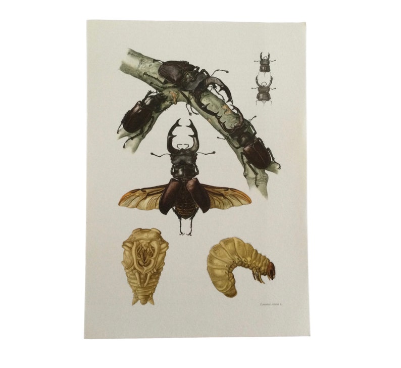 1969 Insects Lucanus Cervus, Kite, Beetles Vintage Print Insects, Old ...
