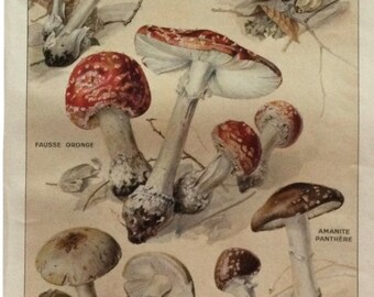 Dangerous mushrooms - mushroom poster - Botanical Print - kitchen poster - botanical poster