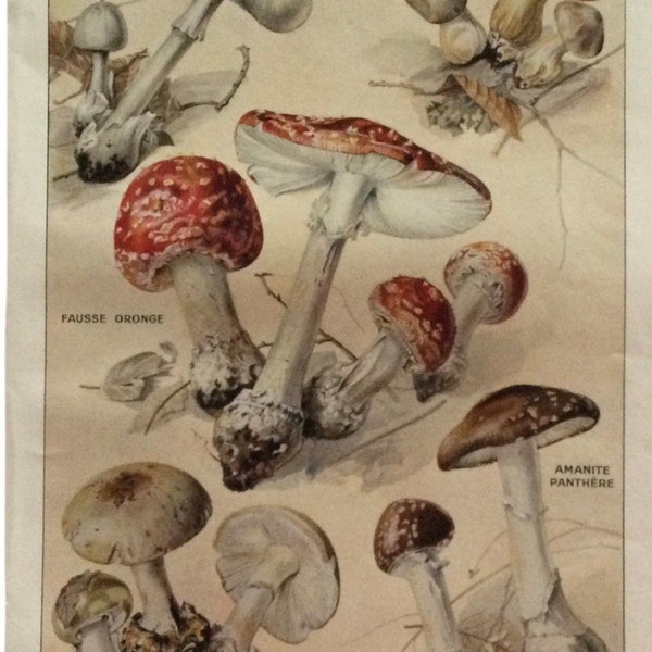 Champignons dangereux - affiche champignons - Print Botanique -  affiche cuisine - affiche botanique