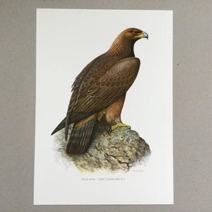 Águila real de 1969, aves, pájaros en una rama, impresión vintage de aves, ilustración antigua de los años 70