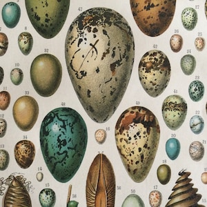 Uova del 1922, piatto antico originale, poster di uccelli, stampe di uccelli, illustrazione antica, rara stampa vintage