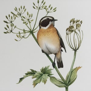 May include: A watercolor painting of a small bird perched on a green plant stem. The bird has a brown head, orange breast, and white belly. The plant has green leaves and delicate, seed-like clusters.