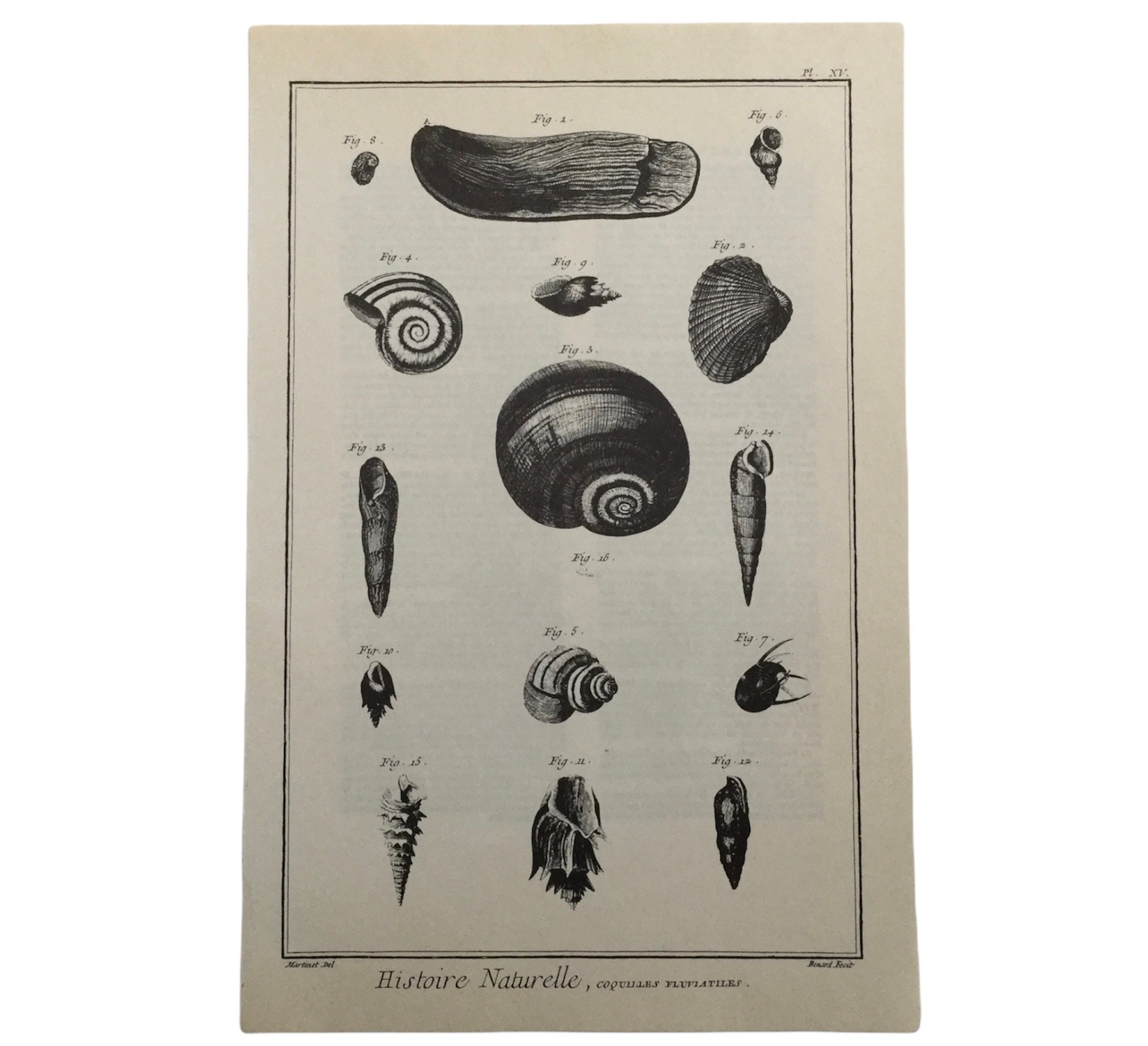 Affiche Vintage Coquilles Fluviatiles Planche Originale - Original Antique Print Ancienne Illustrati