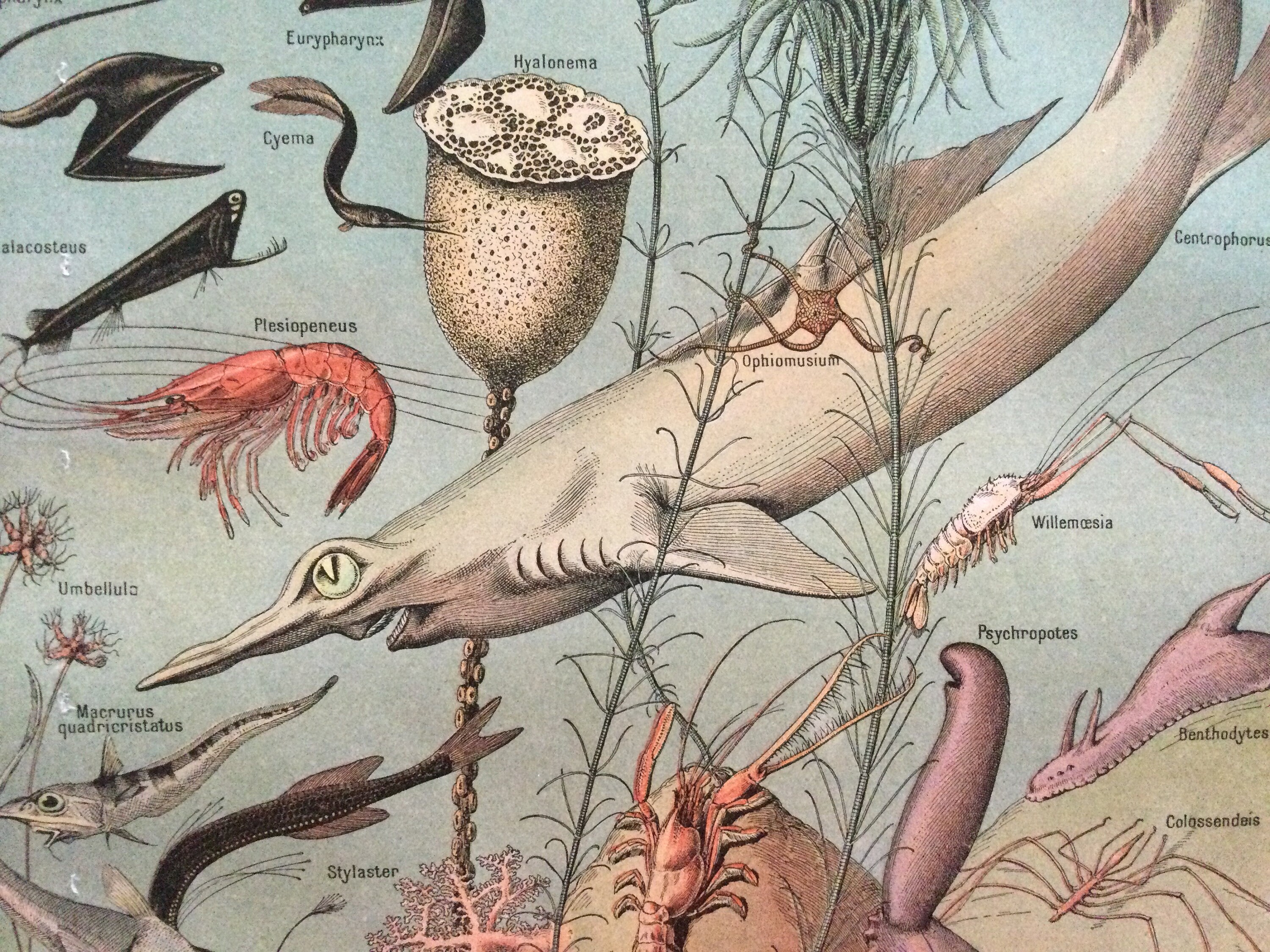 Requin - Poissons Fish Océanographie Crustacés Poster Vintage Antique France Print Vintage Français