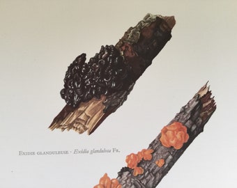 Mushrooms, Mesenteric tremella, Botanical prints, Original plate, vintage botanical poster, Mushrooms, frenchvintageprints 1962
