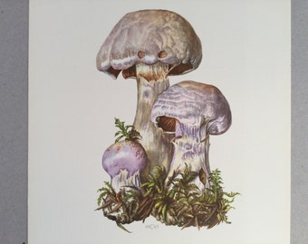 Mushrooms, Cortinaire, Botanical Prints, Original plate, vintage botanical poster, Mushrooms, frenchvintageprints 1962