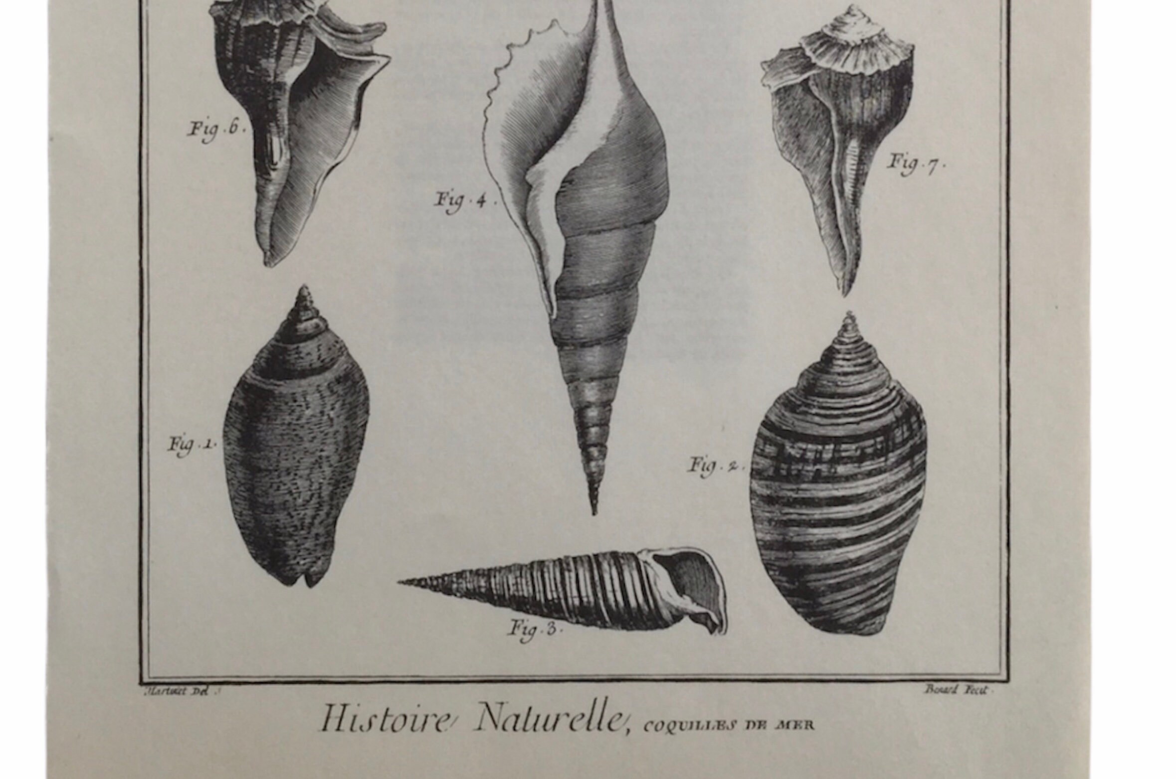 Coquilles de Mer Grand Format - Planche Originale Antique Print Ancienne Illustration Vintage França