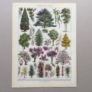 1922 Forêt Arbres Jardins, Arbres Arbres d&#39;ornement, Fleurs, affiche Botanique, Illustration ancienne, Impression vintage Larousse