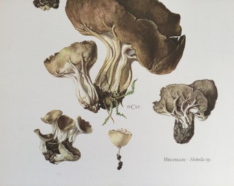Mushrooms, Helvelles, Botanical Prints, Original plate, vintage botanical poster, Mushrooms, frenchvintageprints 1962