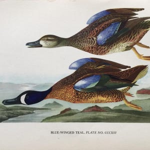 Blue-winged Teal - Original Audubon Print Ornithology - Bird Lovers, Bird Prints 1936