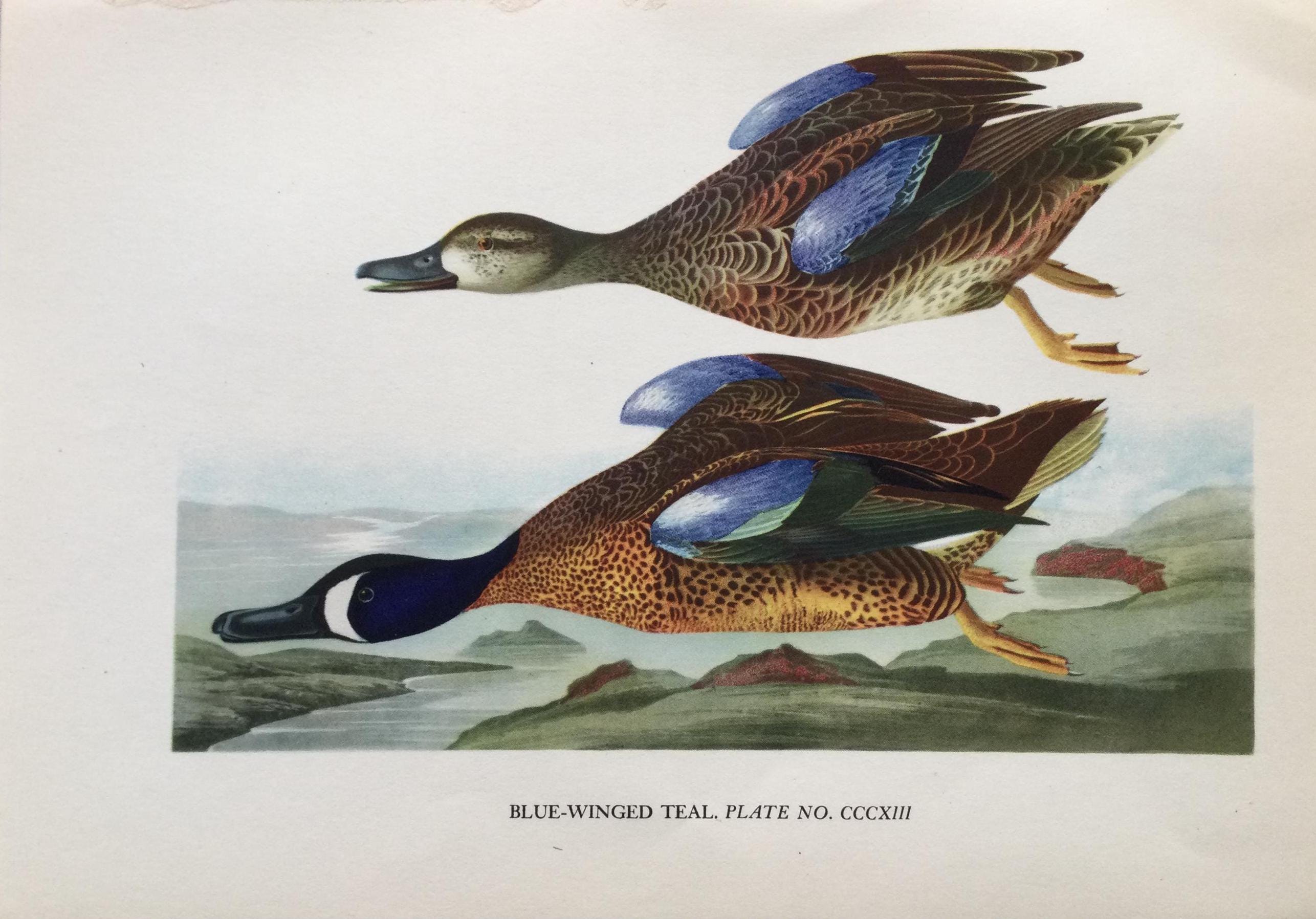 カモメ デコイ カークパトリック