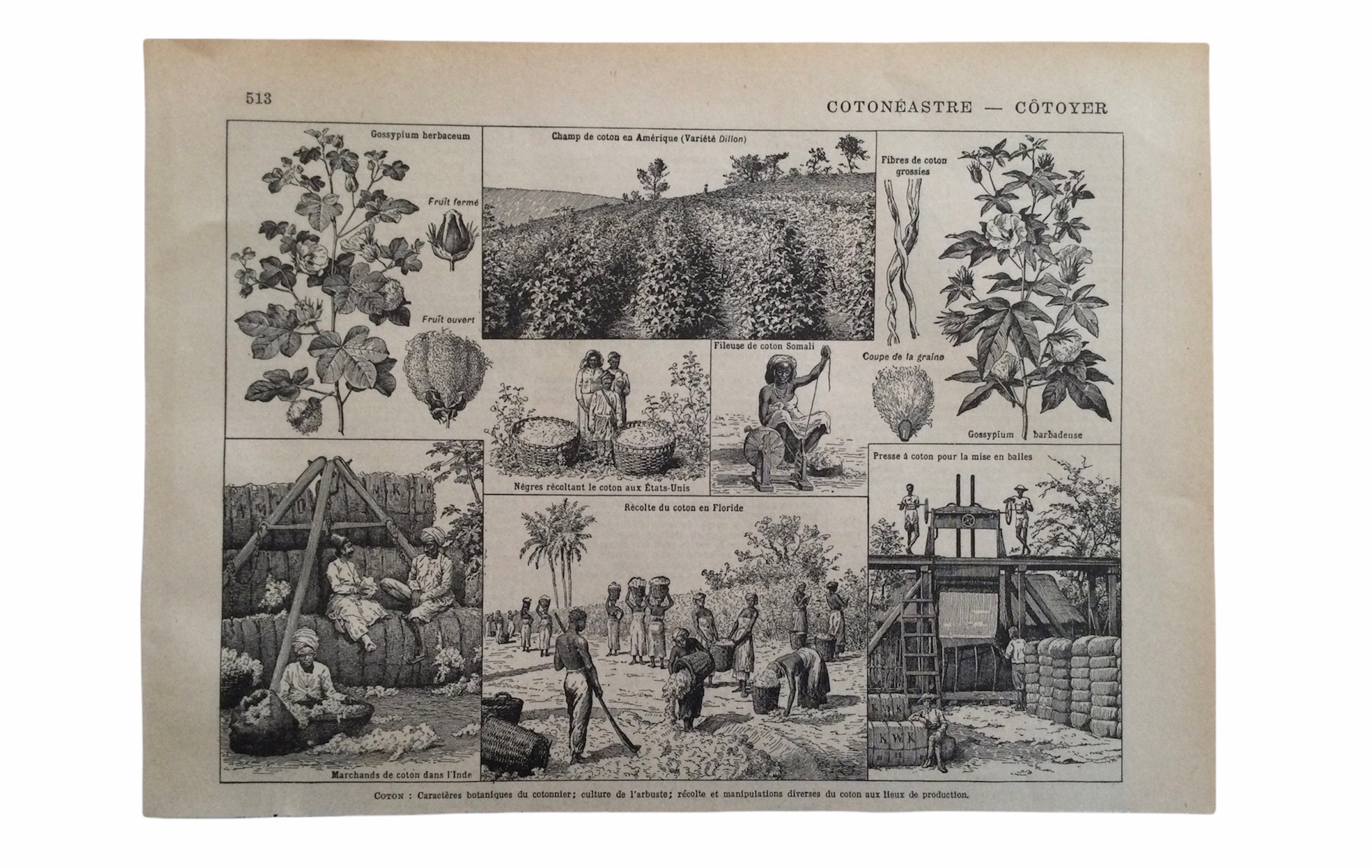 Botanical Prints - Coton Cotton Récolte Du Coton Antique French Poster Vintage Poster