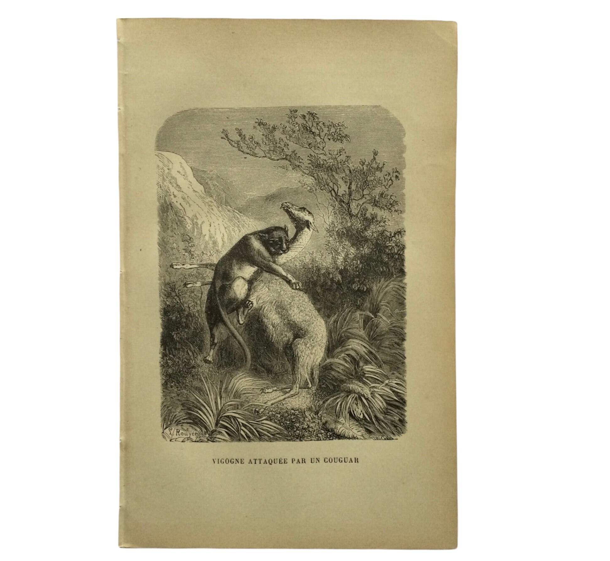 1861 Animaux Vigogne, Couguar - Print Félins Print Animals Antique French Paper Vintage Français -