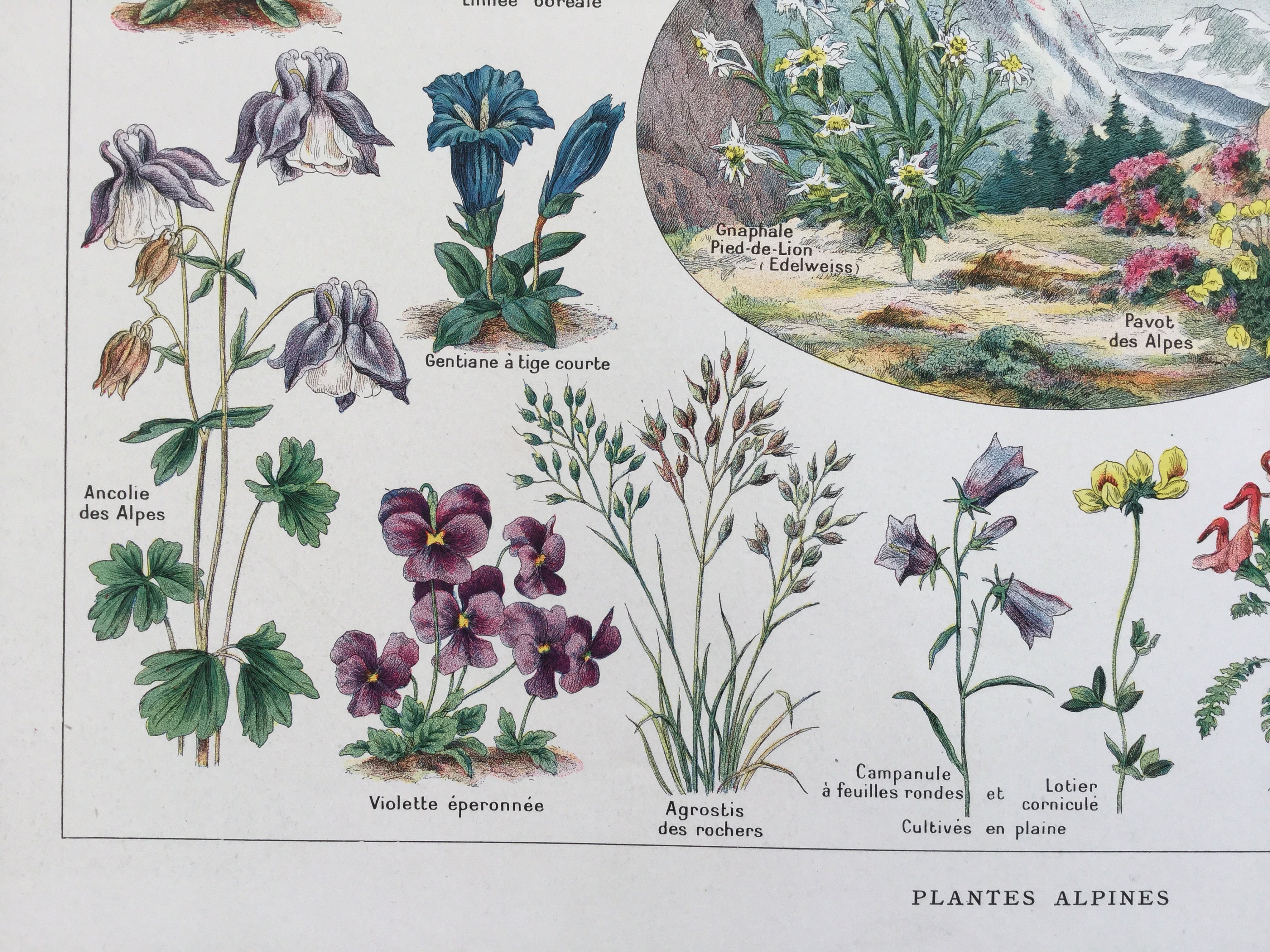 1930 FLOWERS POSTER Vintage Print antique Print en Etsy