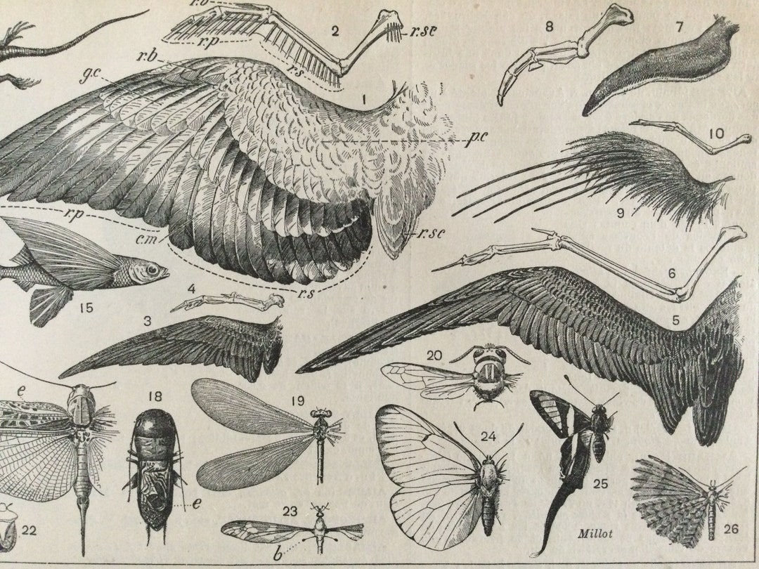 1897 Bird WINGS Insect Wings Original Plate Old Larousse Etsy
