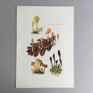 1962 Marsh Mitrule Mushrooms Vintage Botanical Poster Botanical Prints Botanical Poster Vintage Poster frenchvintageprints