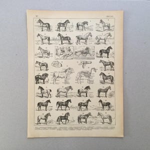 1907 Pferderasse Anatomie Pferd Original Platte Larousse Illustration Großformat 115 Jahre alt