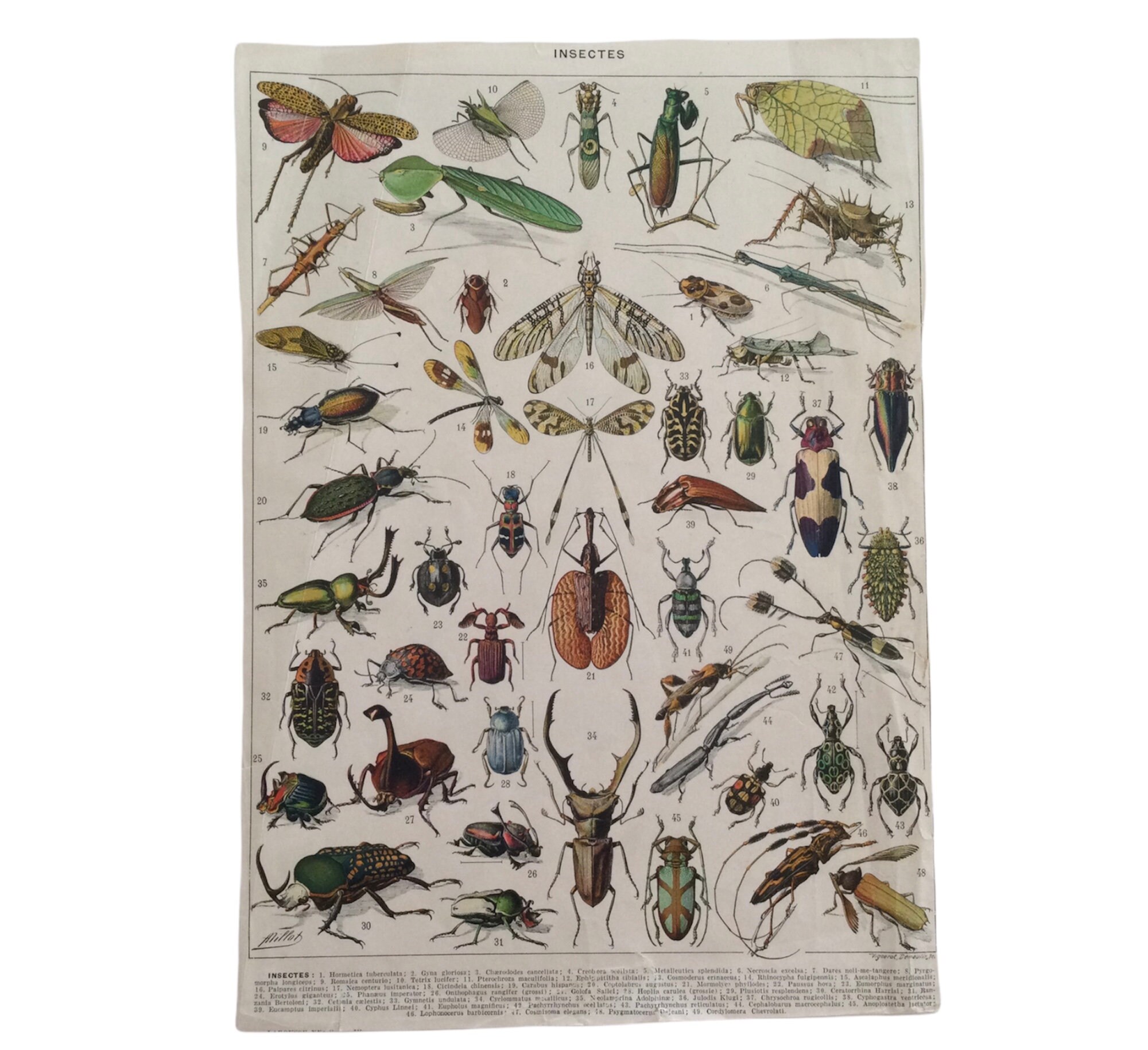 Affiche Vintage Insectes - Scarabée, Sauterelle, Libellule Antique French Print Vintage Français