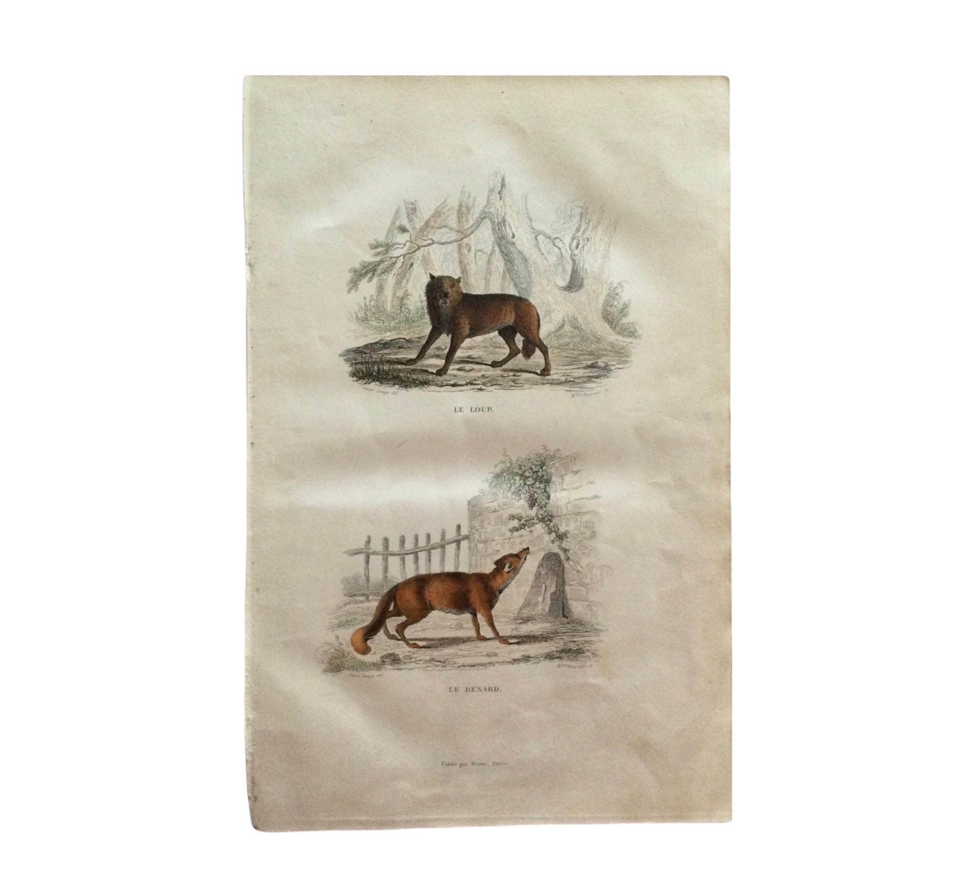 1861 Loup Renard Zoologie Gravure Ancienne Histoire Naturelle - Animals Print Antique French Paper V