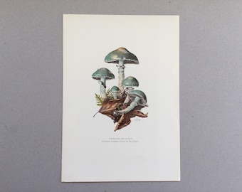 Mushrooms, Verdigris Strophaire, Botanical Prints, Original plate, vintage botanical poster, Mushrooms, frenchvintageprints 1962
