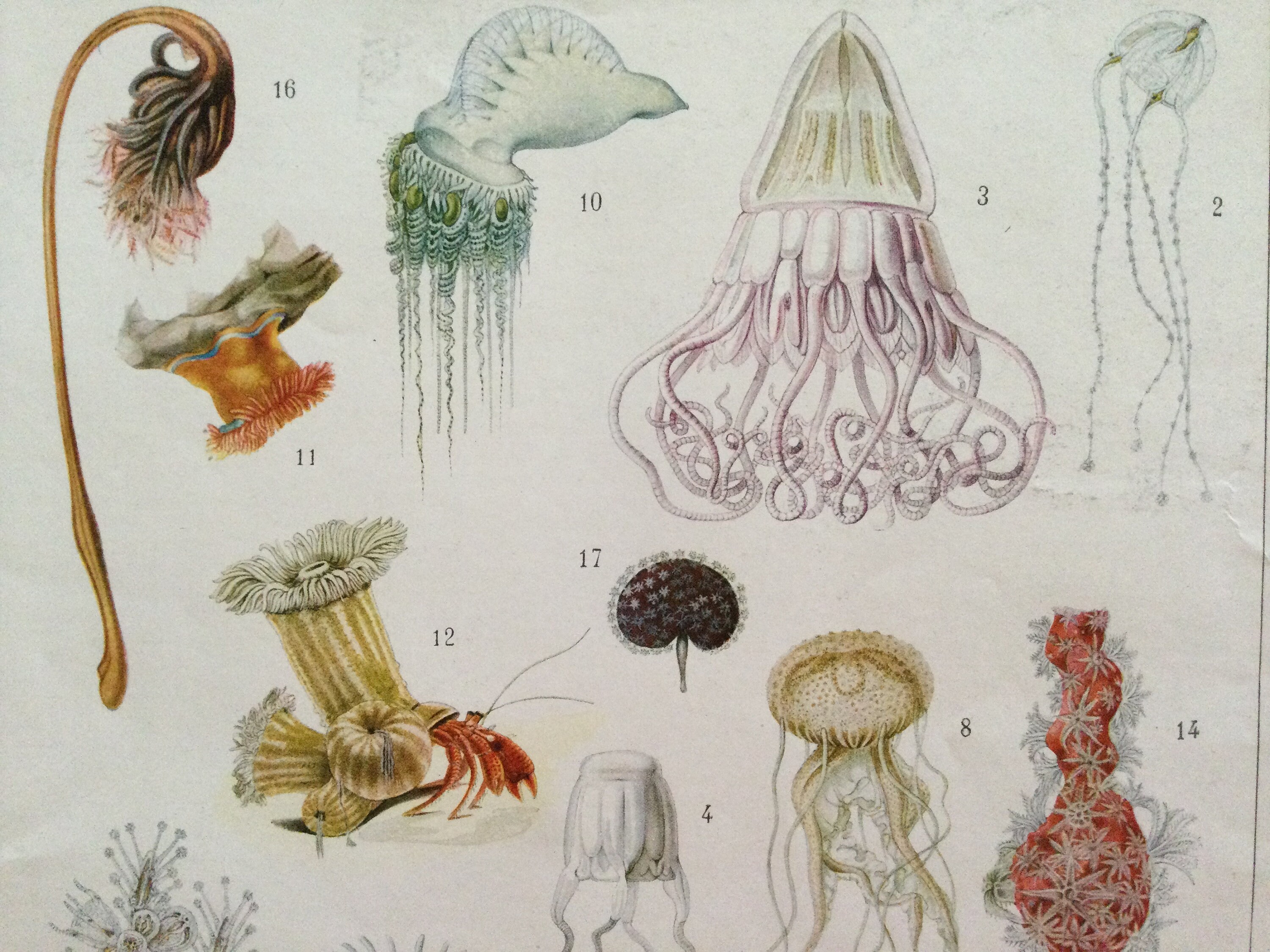 Mollusques, Méduses Animaux - Coelentères Décoration Murale Planche Originale Poster Vintage Antique