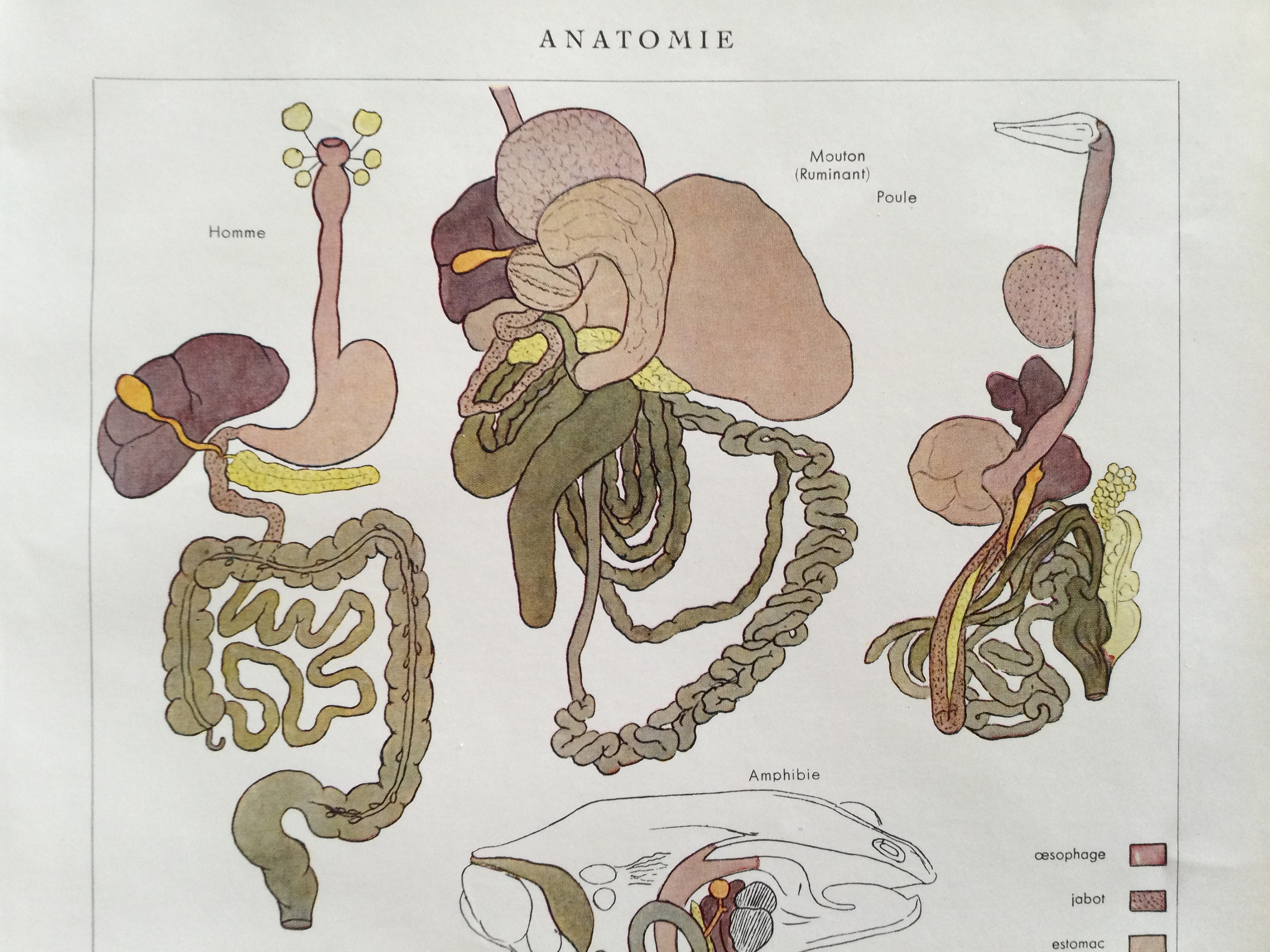 Anatomie Du Corps Humain Animaux, Mouton, Poisson, Poule - Appareil Digestif Human Body Antique Fran