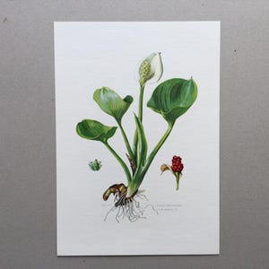 Calla maria flower, flower print, flower poster, botanical prints Vintage print, Old illustration, flower wall decoration