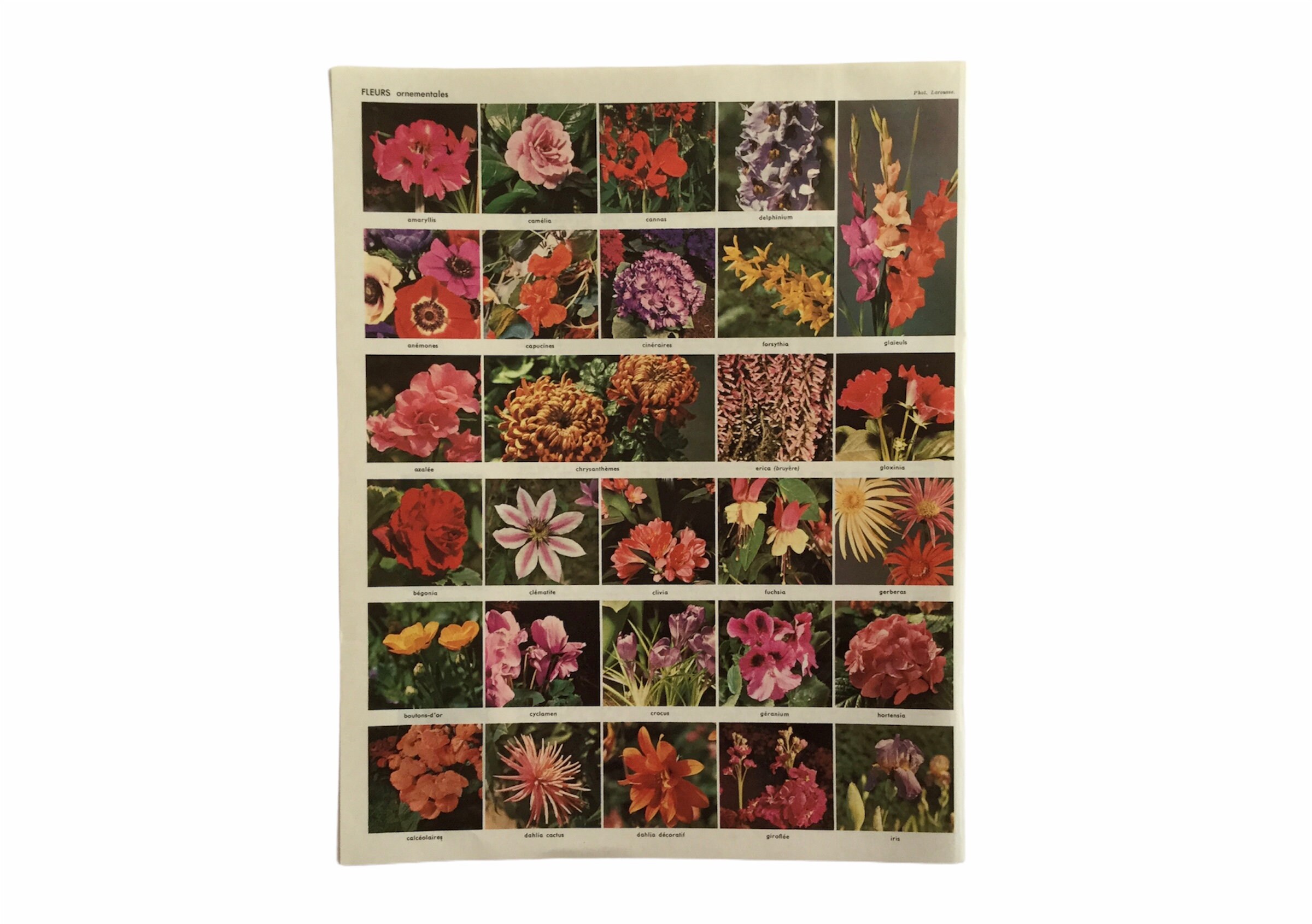 Flowers - Fleurs Planche Originale Decoration Murale Print Botanique Antique French Vintage Français