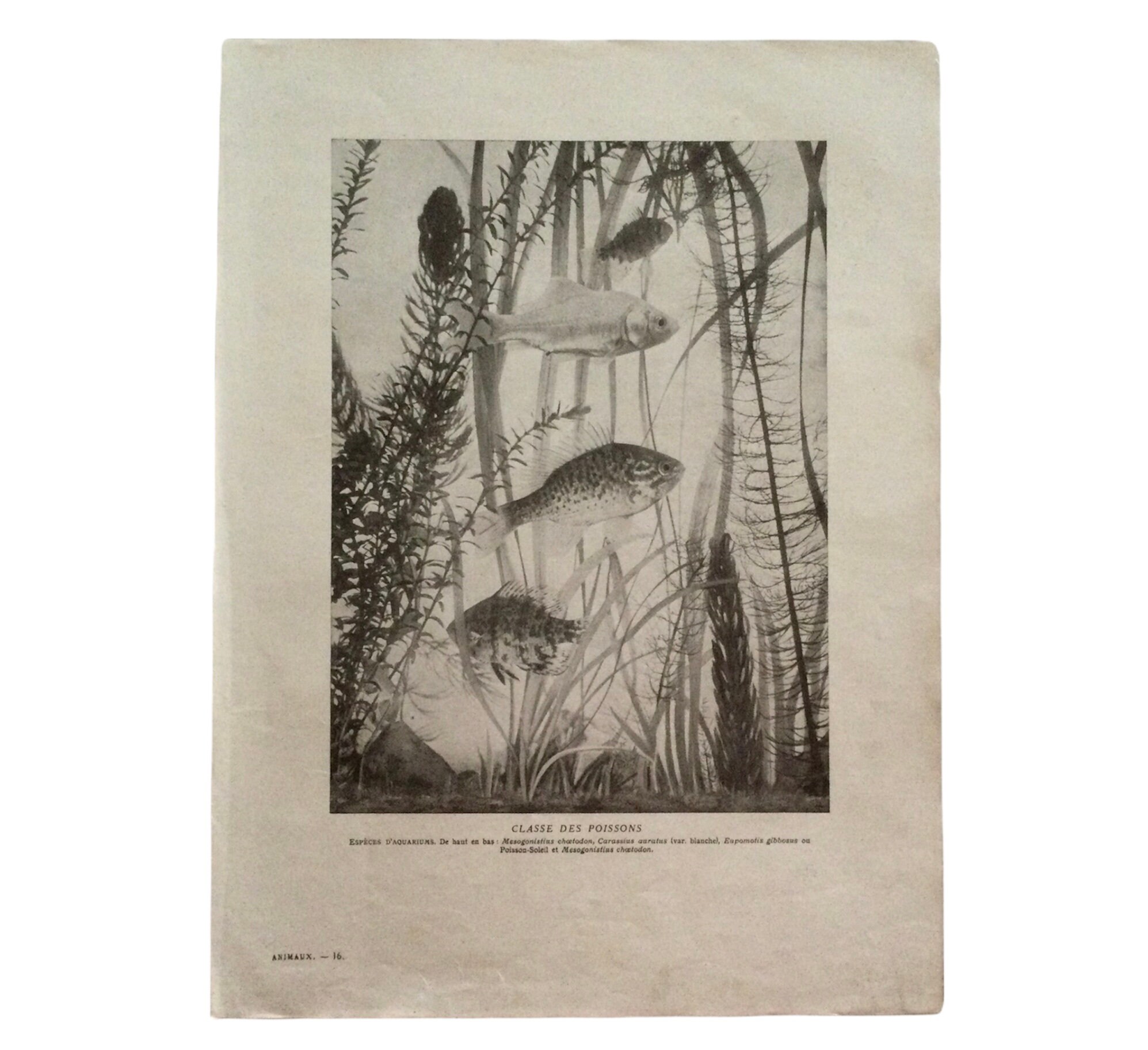 Poissons - Poster Vintage- Affiche Poissons Fish Vintage en France Antique French Print Français
