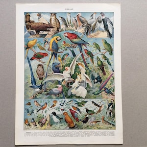 Uccelli, rapaci Pappagalli Gufi Tavola originale Larousse Tavola illustrata Grande formato Uccelli del paradiso, poster di uccelli
