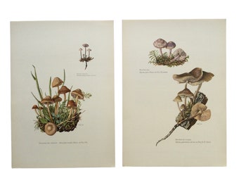 Lot of 2 vintage prints Marasmus Mushrooms, Mycenae, , Botanical prints, botanical poster, frenchvintageprints