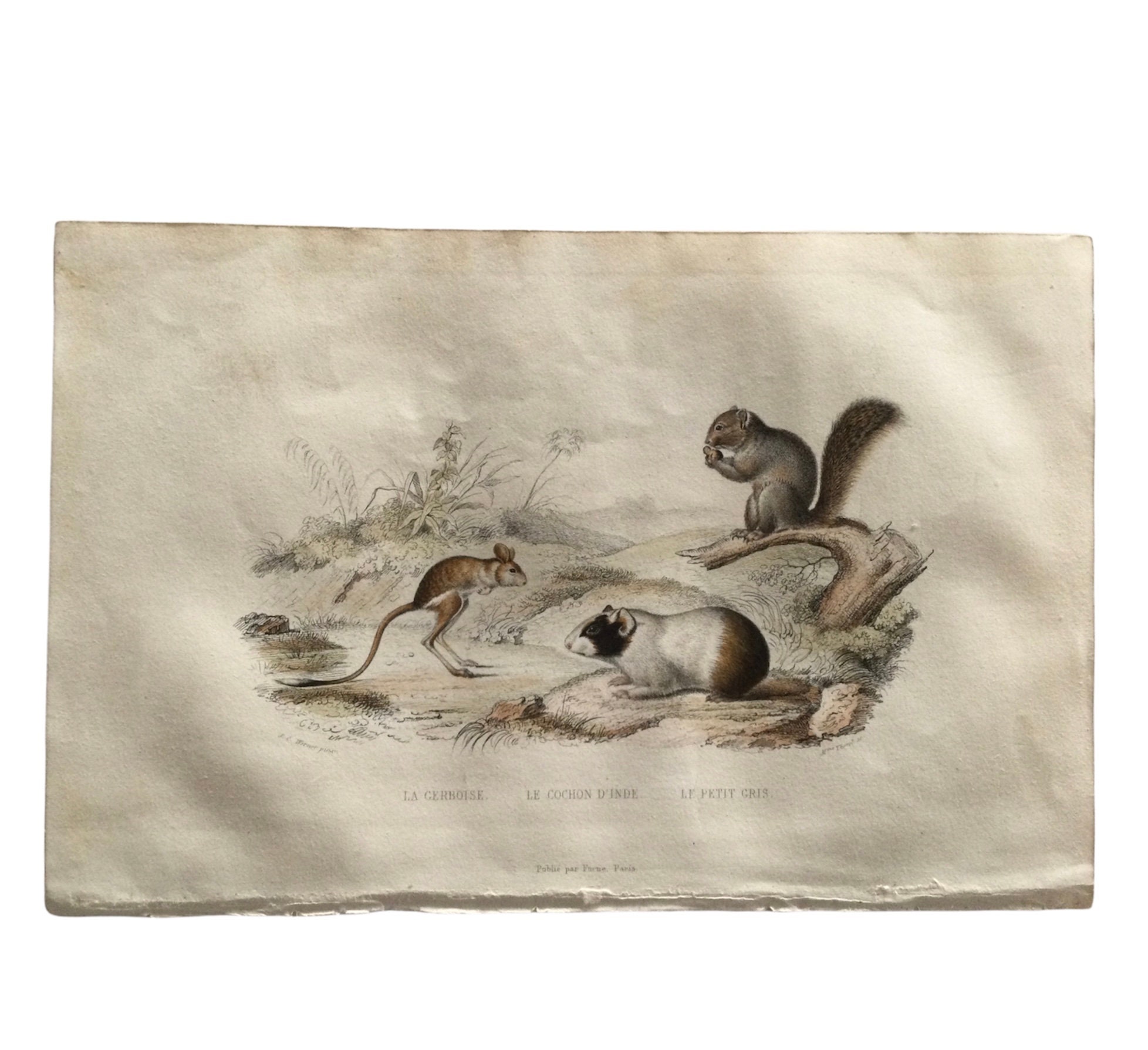 1861 Cochon d'inde, Gerboise, Petit Gris Rare Gravure Ancienne - Animals Print Antique French Paper 