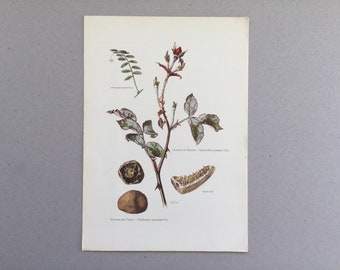 Mushrooms, Deer Truffle, Botanical Prints, Original plate, vintage botanical poster, Mushrooms, frenchvintageprints 1962