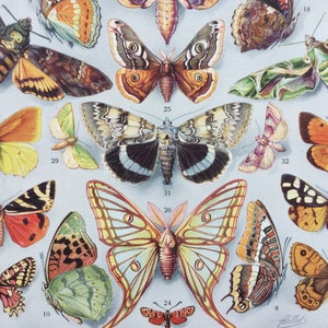 1933 Papillons Papillons exotiques, Planche originale, Illustration ancienne, Larousse, Entomologie, Lépidoptères, affiche vintage papillons