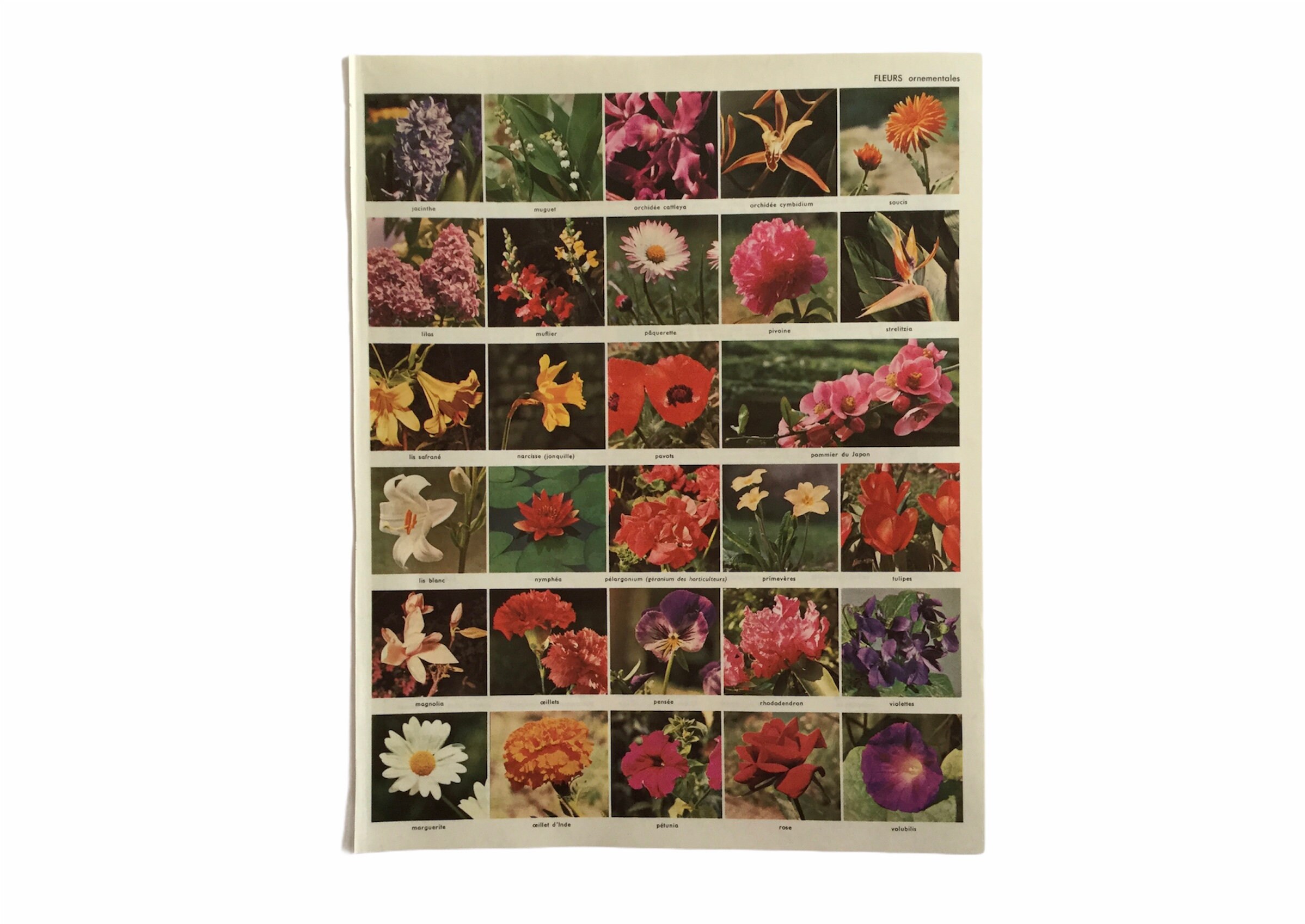 Flowers - Fleurs Planche Originale France Decoration Murale Print Botanique Antique French Vintage F