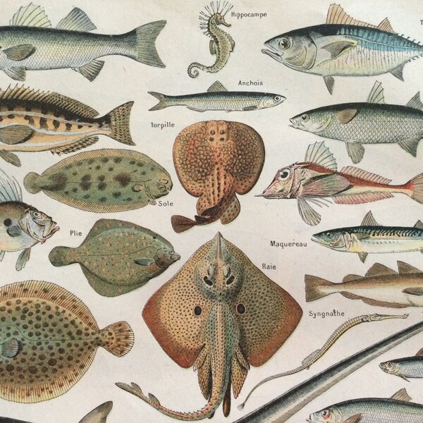 1897 Fisch, Meeresleben, Wandkunst Dekor Ichthyologie, Larousse-Druck, alte Illustration Kleinformatige Wohnkultur
