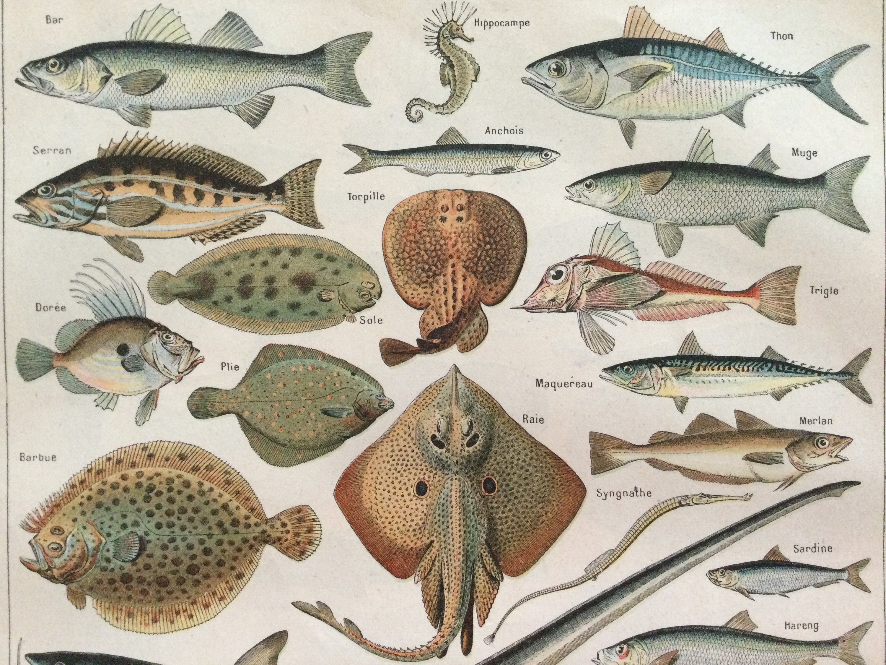 1897 Poissons de Mer - Fish Espèces, Ichtyologie Poster Vintage Antique France Print Vintage Françai