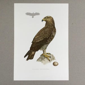 Águila de romero de 1969, pájaros, pájaros en una rama, impresión de pájaro, impresión vintage, ilustración vintage antigua de los años 60