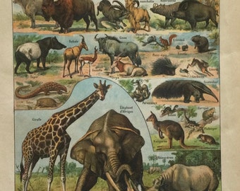 Elephant, Hippopotamus, Rhinoceros, Wild Animals, Mammals, Vintage Poster