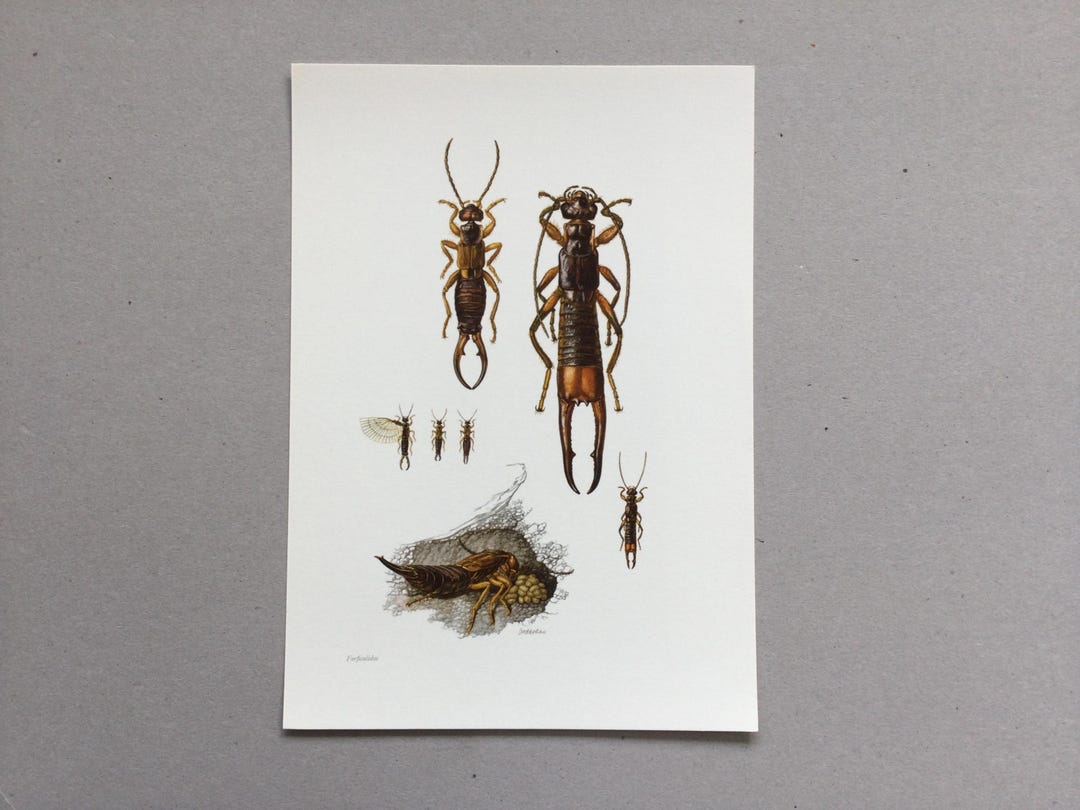 1962 Insects Common Earwig, Insect Prints, Vintage Insect Print, Old ...