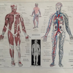 Human Body, Anatomy, Skeleton Muscles Large Format - Original Plate - Old Illustration Larousse Medicine