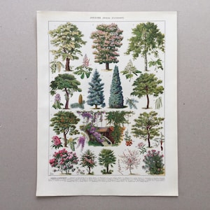 1912 Arbres Jardins, Arbres d&#39;ornement, Prints botanique, Larousse, Planche originale, Illustration ancienne
