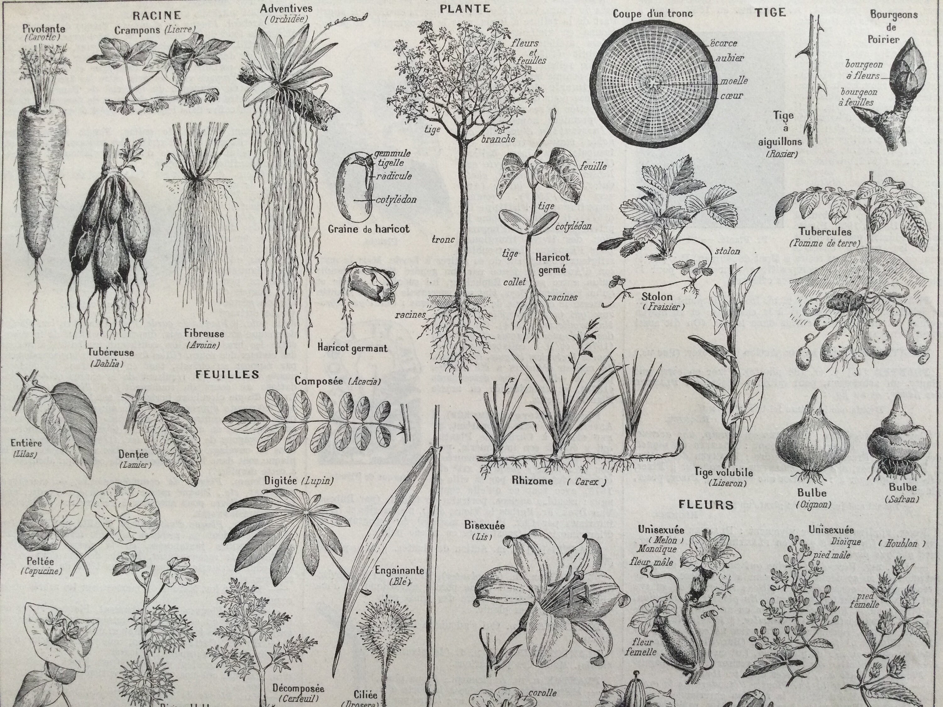 Print Botanique Affiche Vintage Fleurs Plantes Racines, Plantes, Tiges, Feuilles, Affiche Fruits - V