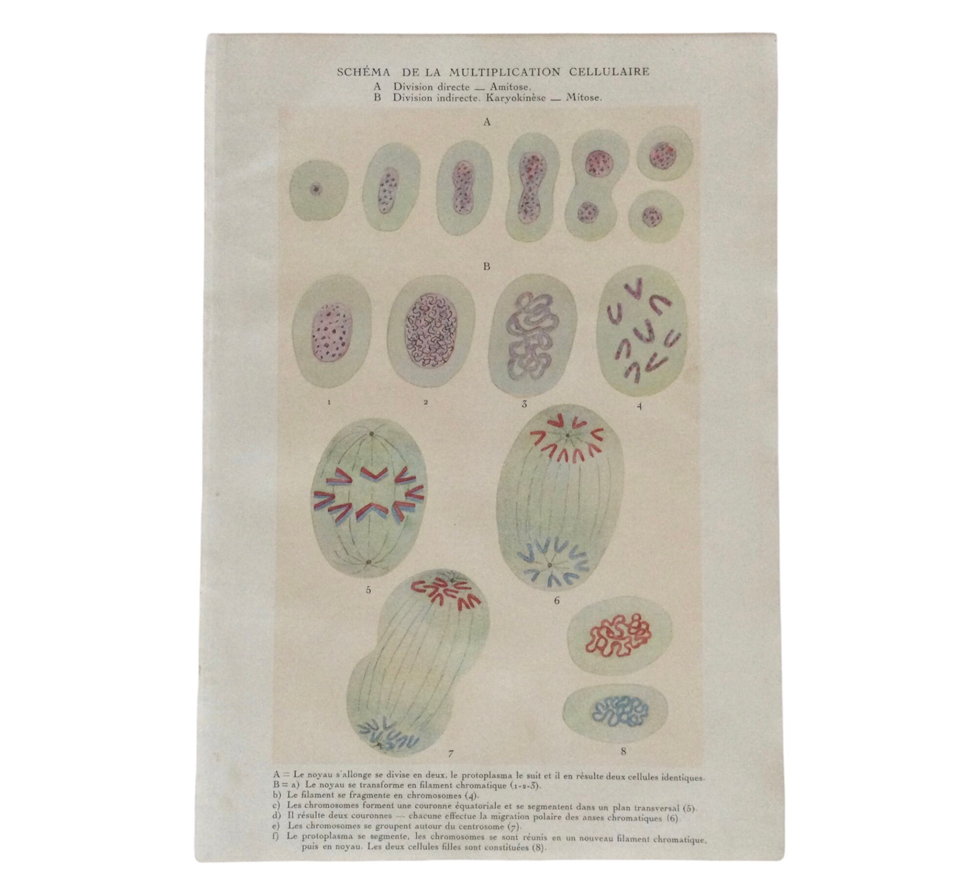 Médecine Affiche Vintage Multiplication Des Cellules - Medecine Print Vintage Antique France Poster
