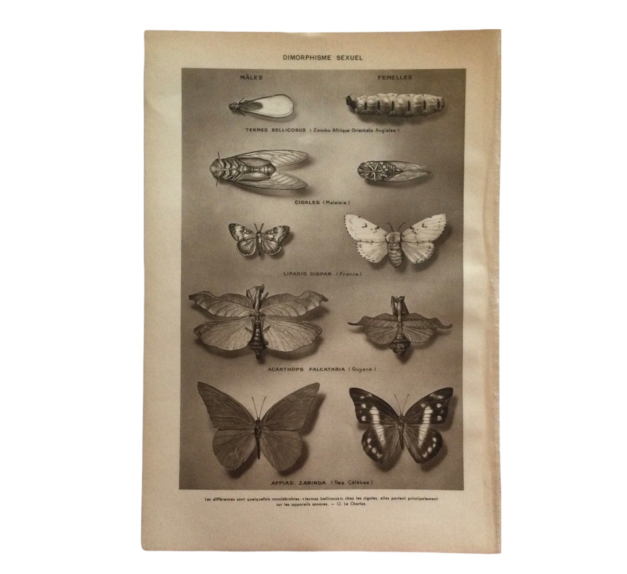 1897 Papillons - Double Impression Scarabées Poster Vintage Antique France Print Vintage Français